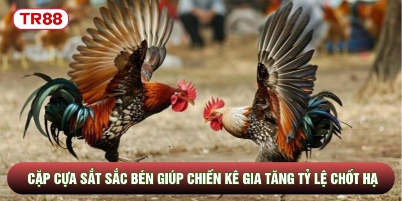 Cặp cựa sắt sắc bén giúp chiến kê gia tăng tỷ lệ chốt hạ