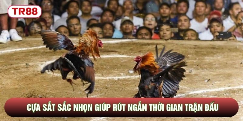 Cựa sắt sắc nhọn giúp rút ngắn thời gian trận đấu Cựa sắt sắc nhọn giúp rút ngắn thời gian trận đấu