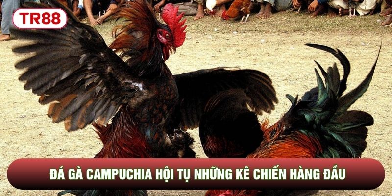 Đá gà Campuchia hội tụ những kê chiến hàng đầu Đá gà Campuchia hội tụ những kê chiến hàng đầu