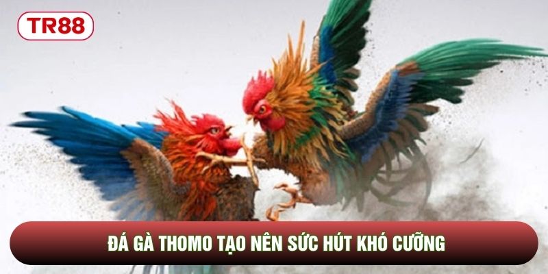 Đá gà Thomo tạo nên sức hút khó cưỡng Đá gà Thomo tạo nên sức hút khó cưỡng