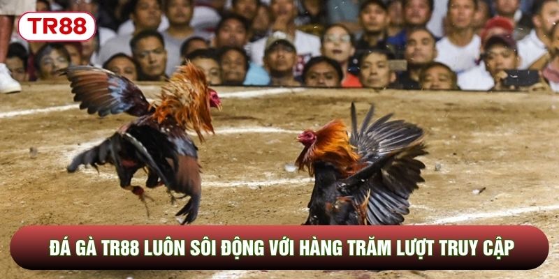 Đá gà TR88 luôn sôi động với hàng trăm lượt truy cập Đá gà TR88 luôn sôi động với hàng trăm lượt truy cập