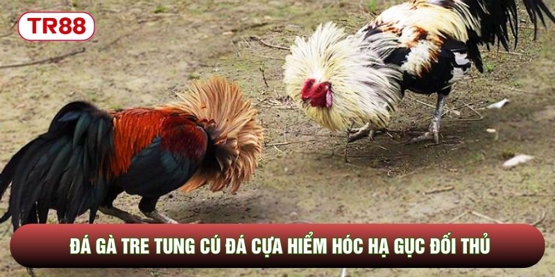 Đá gà tre tung cú đá cựa hiểm hóc hạ gục đối thủ