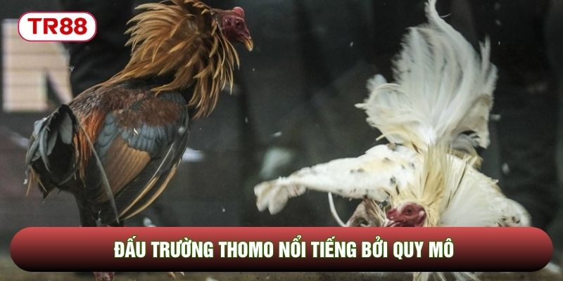 Đấu trường Thomo nổi tiếng bởi quy mô Đấu trường Thomo nổi tiếng bởi quy mô