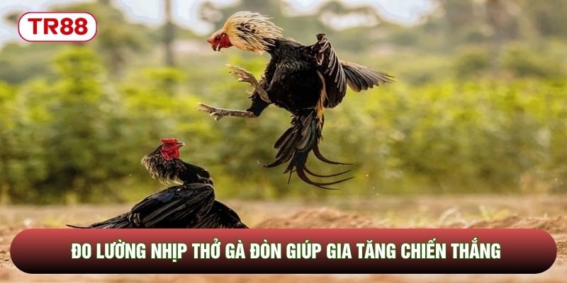 Đo lường nhịp thở gà đòn giúp gia tăng chiến thắng Đo lường nhịp thở gà đòn giúp gia tăng chiến thắng