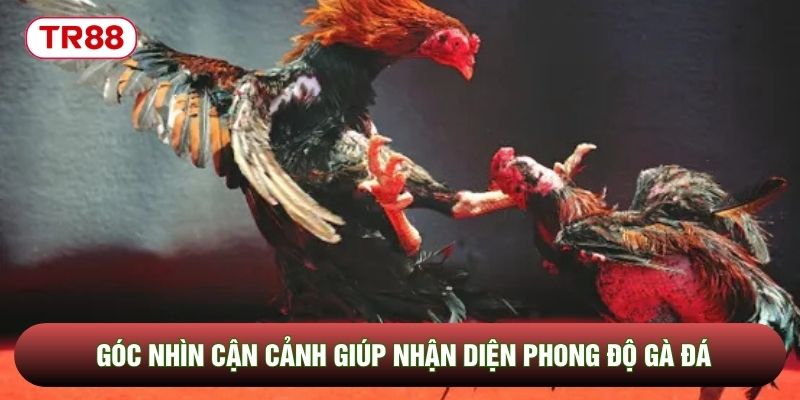 Góc nhìn cận cảnh giúp nhận diện phong độ gà đá Góc nhìn cận cảnh giúp nhận diện phong độ gà đá