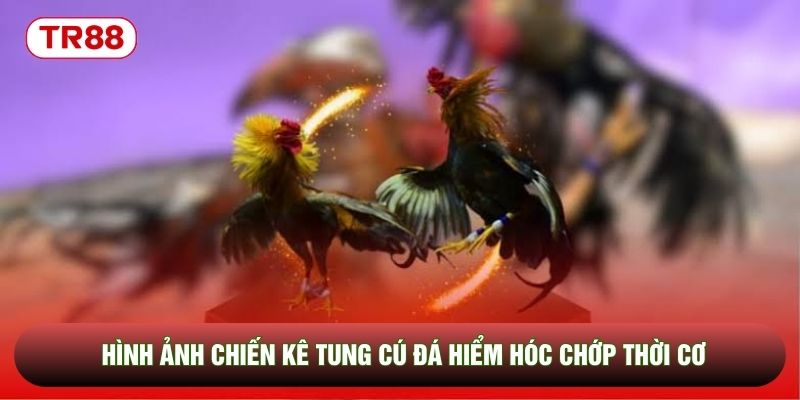 Hình ảnh chiến kê tung cú đá hiểm hóc chớp thời cơ Hình ảnh chiến kê tung cú đá hiểm hóc chớp thời cơ