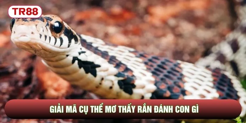 Giải mã cụ thể mơ thấy rắn đánh con gì Giải mã cụ thể mơ thấy rắn đánh con gì