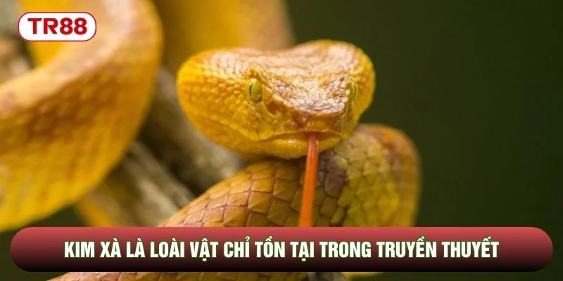 Kim xà là loài vật chỉ tồn tại trong truyền thuyết Kim xà là loài vật chỉ tồn tại trong truyền thuyết