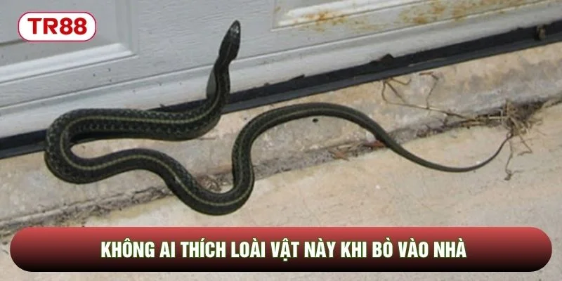 Không ai thích loài vật này khi bò vào nhà Không ai thích loài vật này khi bò vào nhà