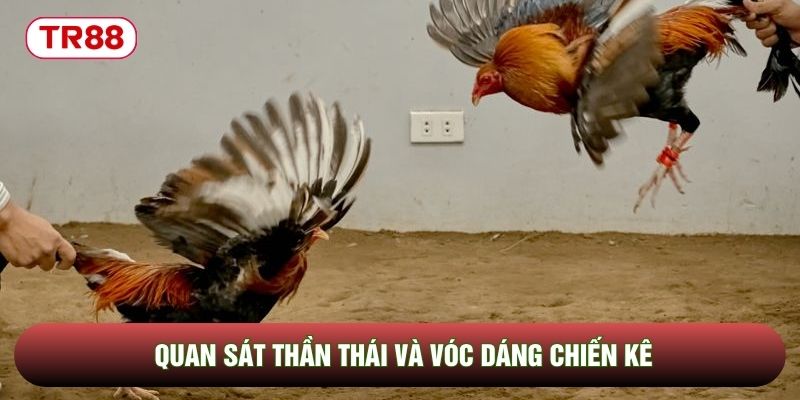 Quan sát thần thái và vóc dáng chiến kê