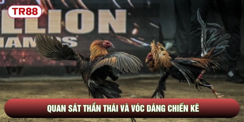 Quan sát thần thái và vóc dáng chiến kê Quan sát thần thái và vóc dáng chiến kê