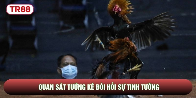 Quan sát tướng kê đòi hỏi sự tinh tường Quan sát tướng kê đòi hỏi sự tinh tường