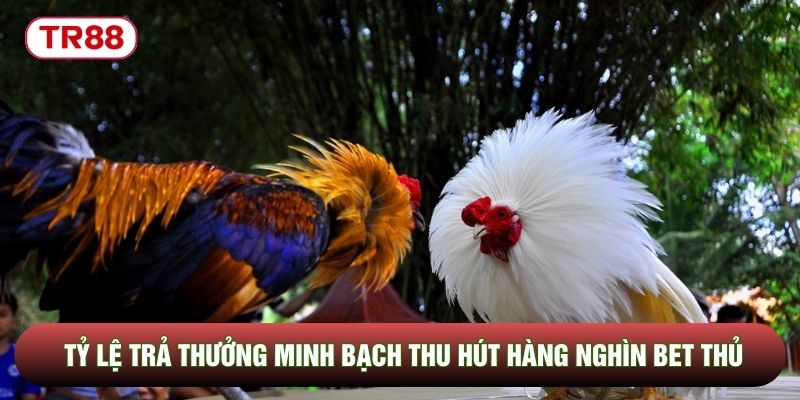 Tỷ lệ trả thưởng minh bạch thu hút hàng nghìn bet thủ Tỷ lệ trả thưởng minh bạch thu hút hàng nghìn bet thủ